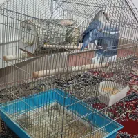 دو عدد کوتوله برزیلی