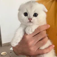 اسکاتیش وایت پاستیل صورتی