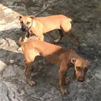 سگ پیتبول پیت بول تریر (نر و ماده)