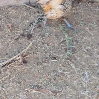 خروس میناتوری|حیوانات مزرعه|سرایان, |دیوار