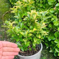 حراج شمشاد طلایی.ساقه طلایی سبز.سفید.نقره ای.|گل و گیاه طبیعی|فلاورجان, |دیوار
