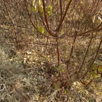 فروش نهال دوساله به تعداد 10/000|گل و گیاه طبیعی|میاندوآب, |دیوار