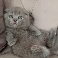 اصیل ترین گربه های بلو وگلد