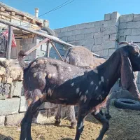 بز پاکستانی اصل جوان  درشت دقلو  آبستن|حیوانات مزرعه|قره چای, |دیوار