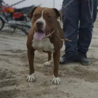 سگ پیتبول نر گمشده