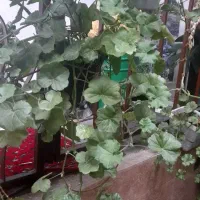 گلهای اپارتمانی