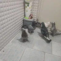 خدمت عشق بازان پنچ عدد کبوتر قلدر ضمانت همه چی|پرنده|نیشابور, ابراهیم ادهم|دیوار