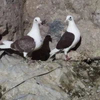 دو جفت پشت گراف