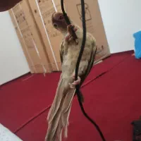 گرینچیک دستی مولد پاین اپل|پرنده|گلبهار, نوبهار|دیوار