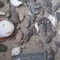 بلدرچین تخم گذار و گوشتی|پرنده|صفادشت, |دیوار