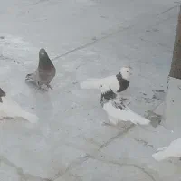 طوقی|پرنده|نطنز, |دیوار