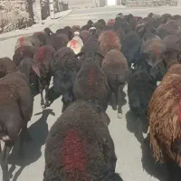 کاور و تقلی میش