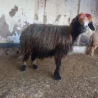 چهار راس میش پاک و آبستن نزدیک زاه