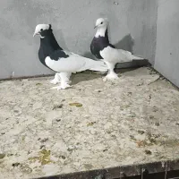 کبوتر دمبی طوقی کوار|پرنده|شیراز, شهرک مدرس|دیوار