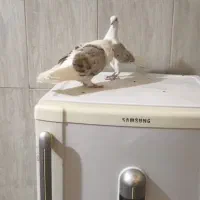 کبوتر . کفتر جفت پشتدار لیمو پر خال سیاه عتیقه