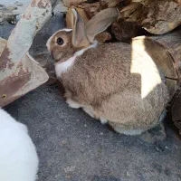 خرگوش|موش و خرگوش|مهاباد (آذربایجان غربی), |دیوار