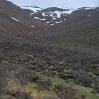 مرتع-برای-چرای-دام