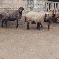 میش و بره|حیوانات مزرعه|الشتر, |دیوار