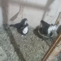 کفتر .کرباتی.کرمونی|پرنده|تربت‌حیدریه, منظر|دیوار