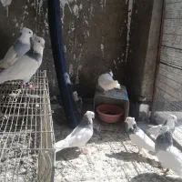 صحرایی|پرنده|همدان, |دیوار