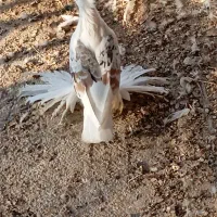 کبوتر کلاهی پاپر نر