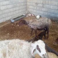 میش وبره دوعدد|حیوانات مزرعه|آبدانان, |دیوار