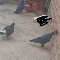 ۳عددکبوتر بفروش میرسد