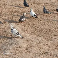 کبوتر پلاکی پدر ومادر شناسنامه کبوتر رنگی|پرنده|شوش, |دیوار