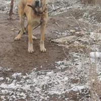 حیوان درشت ۱۵ ماه|سگ|فریمان, |دیوار