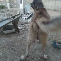 سگم  گمشده نر هست|حیوانات|کرج, المهدی|دیوار