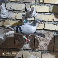 بیست حیون قلدور