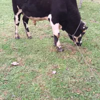 ورزا‌ کوله‌ سیمینتال|حیوانات مزرعه|رضوانشهر, |دیوار