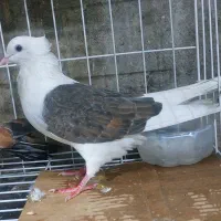 کبوتر کله ای|پرنده|بندر گناوه, |دیوار