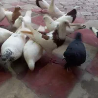 کفترتهرانی وطوقی پشدار