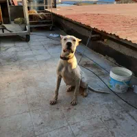 دوگوارژانتینی|سگ|رباط‌کریم, شهرک صنعتی نصیرآباد|دیوار