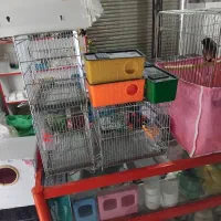 مرغ مینا طوطی برزیلی عروس هلندی مرغ عشق|پرنده|کرمانشاه, |دیوار