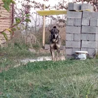 توله ۲۱ ماهه