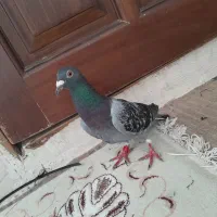 یک دانه کفتر زیبا|پرنده|مشهد, بهمن|دیوار