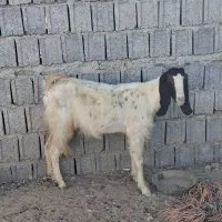 یک عدد بز|حیوانات مزرعه|سعدآباد, |دیوار