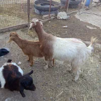 یک عدد بز جوان دوتا بز غاله ماده نگه داری|حیوانات مزرعه|خواجه, |دیوار