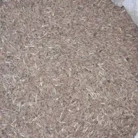 گندم دیمه قرمز مناسب بذر درشت وبدون شکسته