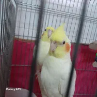 عروس هلندی نروماده