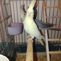 عروس هلندی جفت|پرنده|تهران, باغ خزانه|دیوار