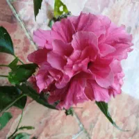 طراوت خانه
