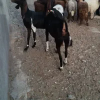 بز درجه یک یک دو عدد داشتی|حیوانات مزرعه|کوهدشت, |دیوار