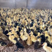 اردک پکنی دومنظوره