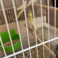 عروس هلندی نر|پرنده|بم, |دیوار