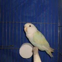 کوتوله برزیلی سرحال