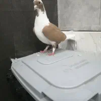 ((ماده پشت زرد))