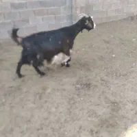 میش بز بره وکهره.قوچ .دبر|حیوانات مزرعه|شیراز, داریون|دیوار